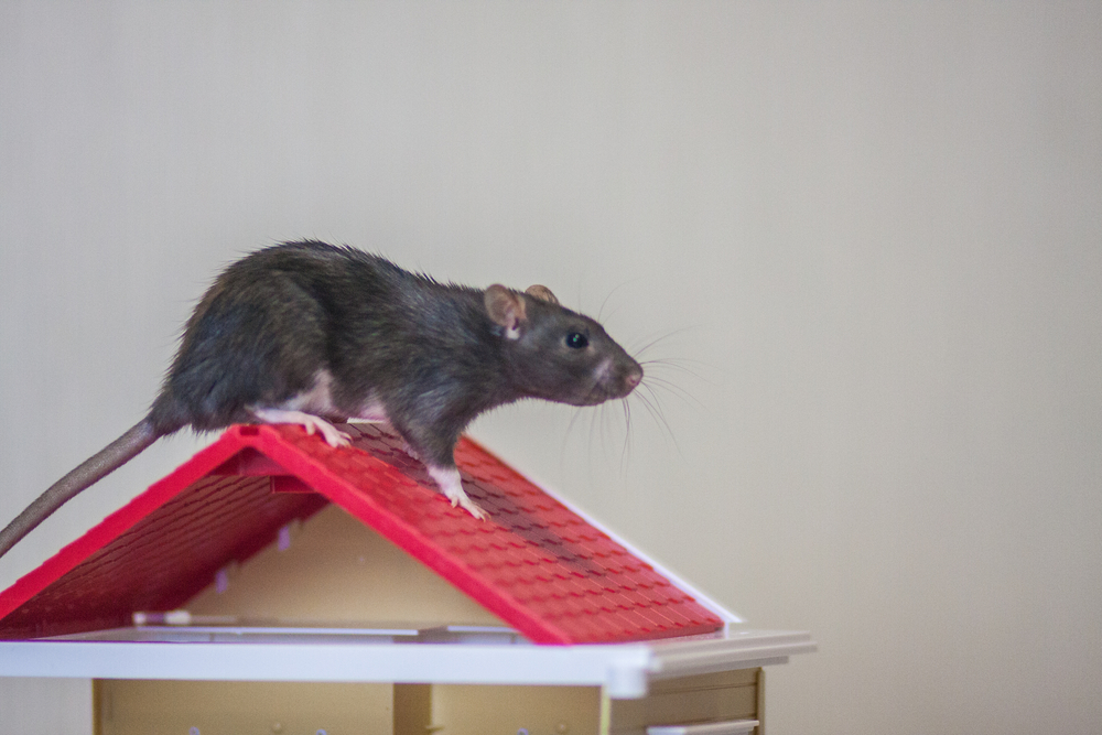 Featured image for “How to prevent pests and rodents from damaging roof sarking”